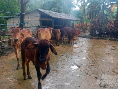 Biện pháp đảm bảo an toàn cho vật nuôi trong mùa mưa lũ