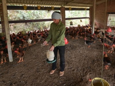 Chăn nuôi tan tác sau bão lũ. Đảm bảo môi trường, vệ sinh chuồng trại mới tái đàn