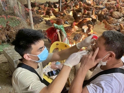 Tỷ lệ mẫu dương tính với virus cúm A khá cao tại các chợ gia cầm