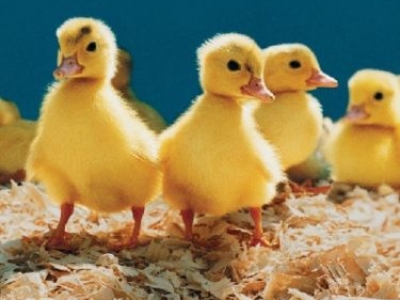 Bí Quyết Chăm Sóc Vịt Con: Kinh Nghiệm Cụ Thể Từ Các Trại Chăn Nuôi