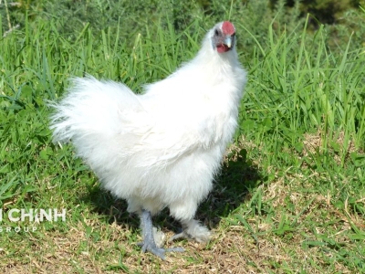 CÁC GIỐNG GÀ THỊT CÓ GIÁ TRỊ KINH TẾ TRÊN THỊ TRƯỜNG CHĂN NUÔI VIỆT NAM
