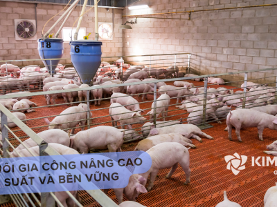 Chăn Nuôi Gia Công Nâng Cao Hiệu Suất Và Bền Vững