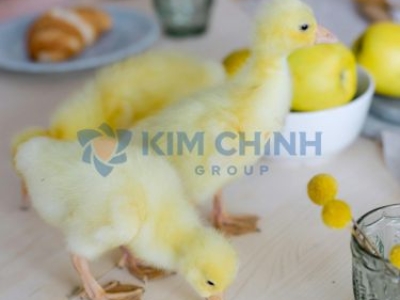 Chế Độ Ăn Uống Cụ Thể Cho Vịt Con Phát Triển Khỏe Mạnh