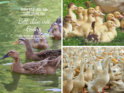 Bí Kíp Chi Tiết: Chọn Giống Vịt Chăn Nuôi Tại Việt Nam