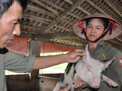 Giá lợn tăng đều, người nuôi có lãi, vì sao nông dân vẫn thấp thỏm lo lắng?