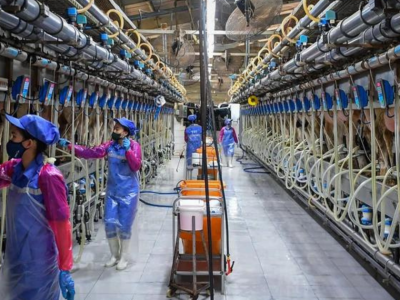 Ba giải pháp cho ngành chăn nuôi vững đà tăng trưởng năm 2024