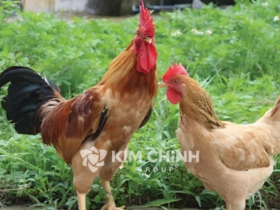 Giống Gà Ri: Sự Lựa Chọn Cho Chăn Nuôi