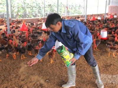 Thu lợi kép nhờ chăn nuôi gà an toàn sinh học