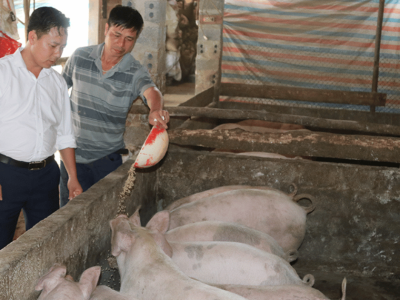 Mù Cang Chải phát huy thế mạnh chăn nuôi