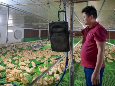 Nuôi vịt "hoàng gia" thích nghe nhạc sàn, nông dân Bắc Giang kiếm tiền tỷ
