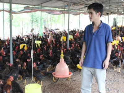 Để phát triển ngành chăn nuôi, cần cải thiện nhiều khâu kể cả năng lực quản lý nhà nước