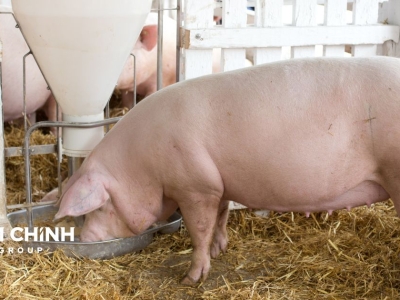 Thức Ăn Chăn Nuôi Lợn: Tối Ưu Hóa Dinh Dưỡng và Tăng Trưởng