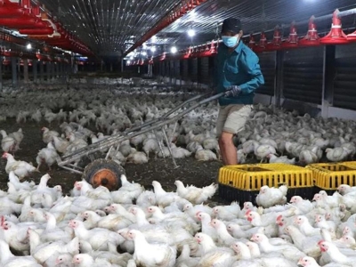 Xuất khẩu thịt để phát triển chăn nuôi bền vững