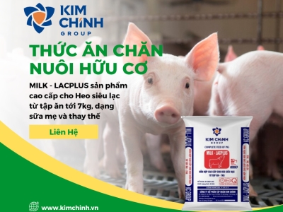 Bí Quyết Nuôi Lợn Mau Lớn: Chia Sẻ Kinh Nghiệm Đỉnh Cao