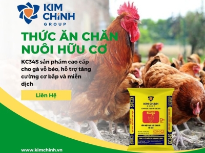 Cách Vỗ Béo Gà Tăng Cân Hiệu Quả