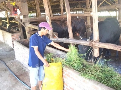 Giá bò tăng, người chăn nuôi yên tâm giữ đàn