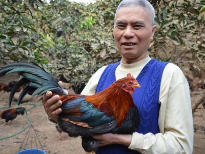 Những người giữ giống làm giàu từ nuôi gà Mía tiến vua