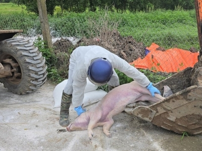 Hải Phòng xuất hiện thêm ổ dịch tả lợn Châu Phi