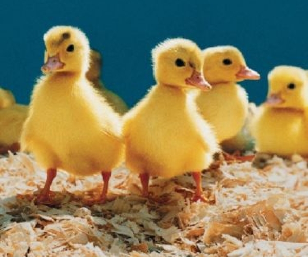 Bí Quyết Chăm Sóc Vịt Con - Ảnh Tiêu Đề