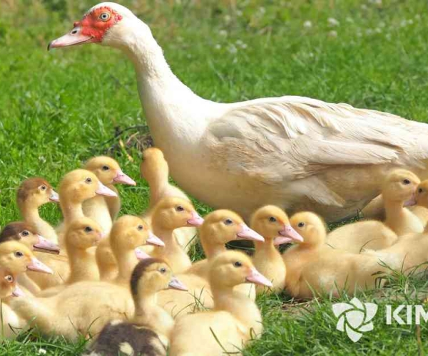 Bí Quyết Chăm Sóc Vịt Con - Ảnh Giao Diện