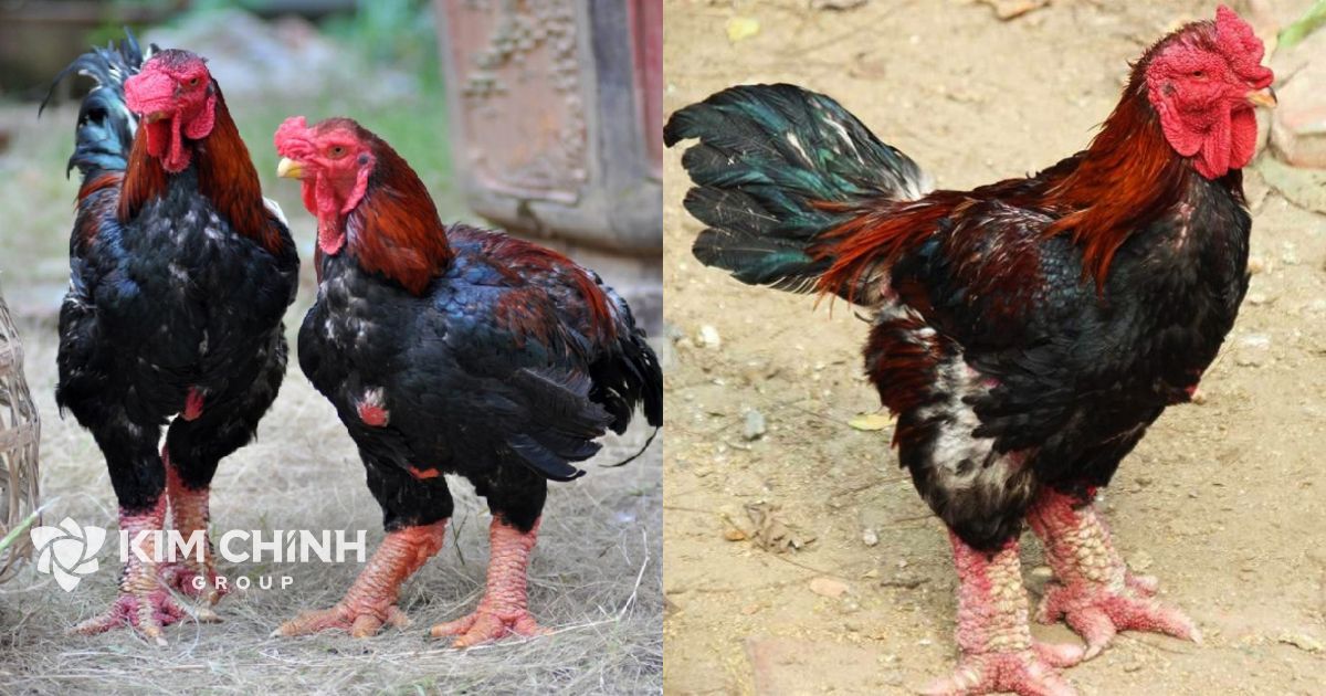 Gà đông tảo là giống gà quý hiếm ở Việt Nam, được nuôi chủ yếu tại vùng xã Đông Tảo, huyện Khoái Châu, tỉnh Hưng Yên.(Ảnh minh họa)
