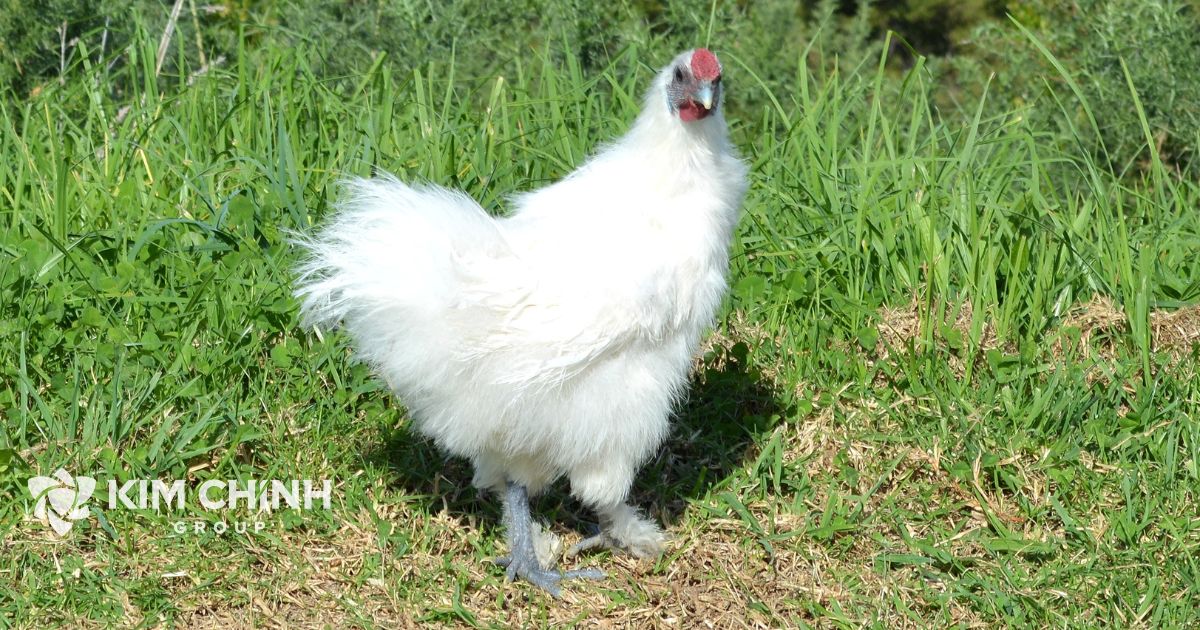 Gà ác là giống gà có tầm vóc khá nhỏ, lông màu trắng, chân đen, có nguồn gốc từ các tỉnh đồng bằng sông Cửu Long và các tỉnh miền Đông Nam Bộ.(Ảnh minh họa)