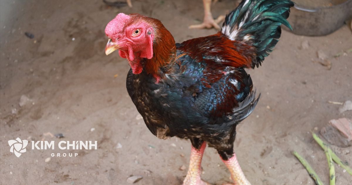Gà Hồ là dòng gà quý, được nuôi chủ yếu ở làng Lạc Thổ, thị trấn Hồ, huyện Thuận Thành, tỉnh Bắc Ninh.(Ảnh minh họa)
