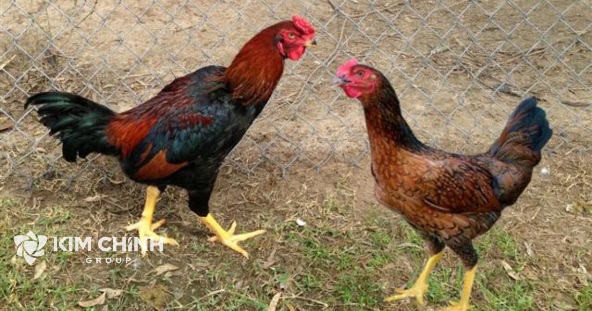 Gà Kiến có tên gọi khác là Gà Bình Định, là giống gà thịthiếm ở tỉnh miền Trung Việt Nam.(Ảnh minh họa)