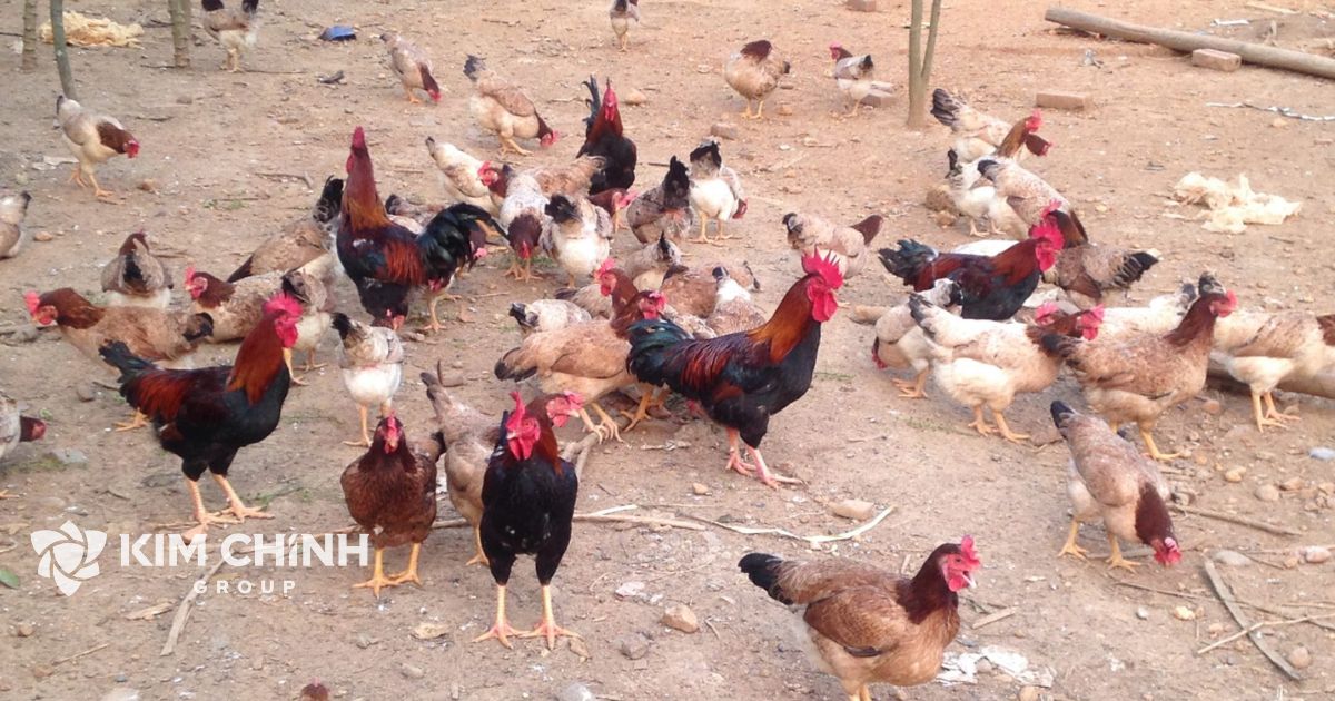 Gà Mía Sơn Tây là giống gà thịt đặc sản của làng cổ Đường Lâm (Sơn Tây - Hà Nội). 