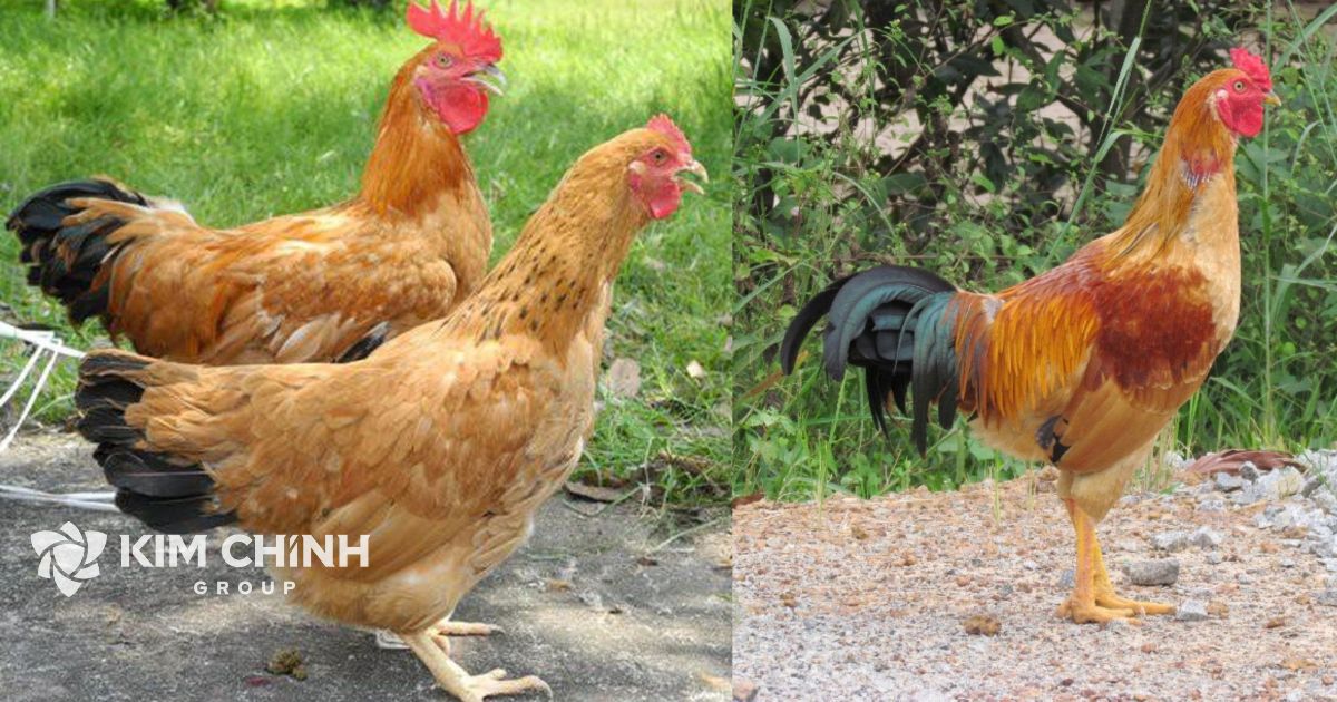 Gà Tàu Vàng có xuất xứ từ trung quốc, du nhập vào việt nam từ lâu, trải qua nhiều quá trình lai tạo cho ra gà tàu vàng hay còn gọi là gà ta bản địa việt nam.(Ảnh minh họa)