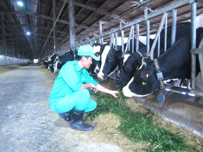 Trang trại chăn nuôi bò sữa của Vinamilk tại khu chăn nuôi tập trung Nhơn Tân (thị xã An Nhơn) là 1 trong những cơ sở chăn nuôi đầu tiên ở Bình Định thực hiện chuyển đổi số trong lĩnh vực chăn nuôi.