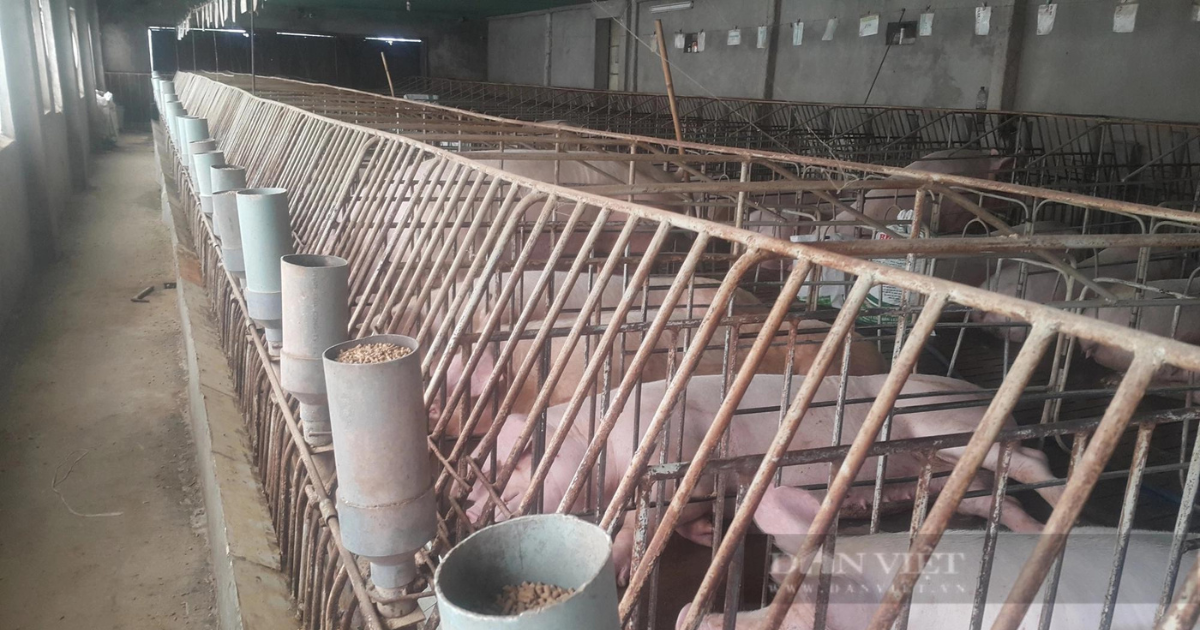 Dù dịch tả lợn châu Phi vẫn bùng phát mạnh, lây lan nhanh nhưng nhiều trang trại chăn nuôi lợn vẫn chưa mặn mà với vaccine dịch tả lợn châu Phi. Ảnh: TQ