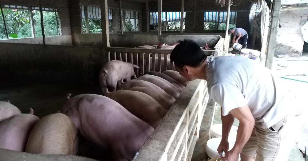 Theo ông Miền, hiện nay các trại chăn nuôi nhỏ lẻ, chuồng hở có nguy cơ bị dịch tả lợn châu Phi rất cao. Ảnh: Trần Quang.