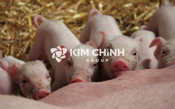Các giống Lợn phổ biến tại Việt Nam