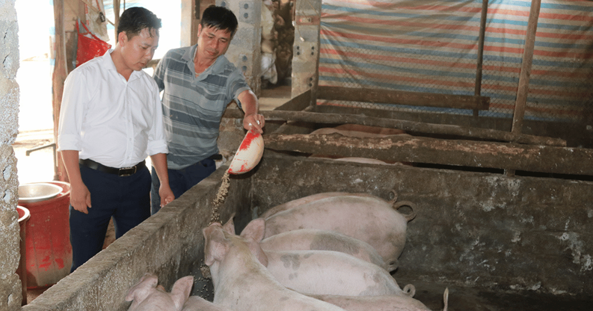 Nhân dân bản Hua Khắt, xã Nậm Khắt, huyện Mù Cang Chải phát triển chăn nuôi lợn theo Nghị quyết 69 của HĐND tỉnh.