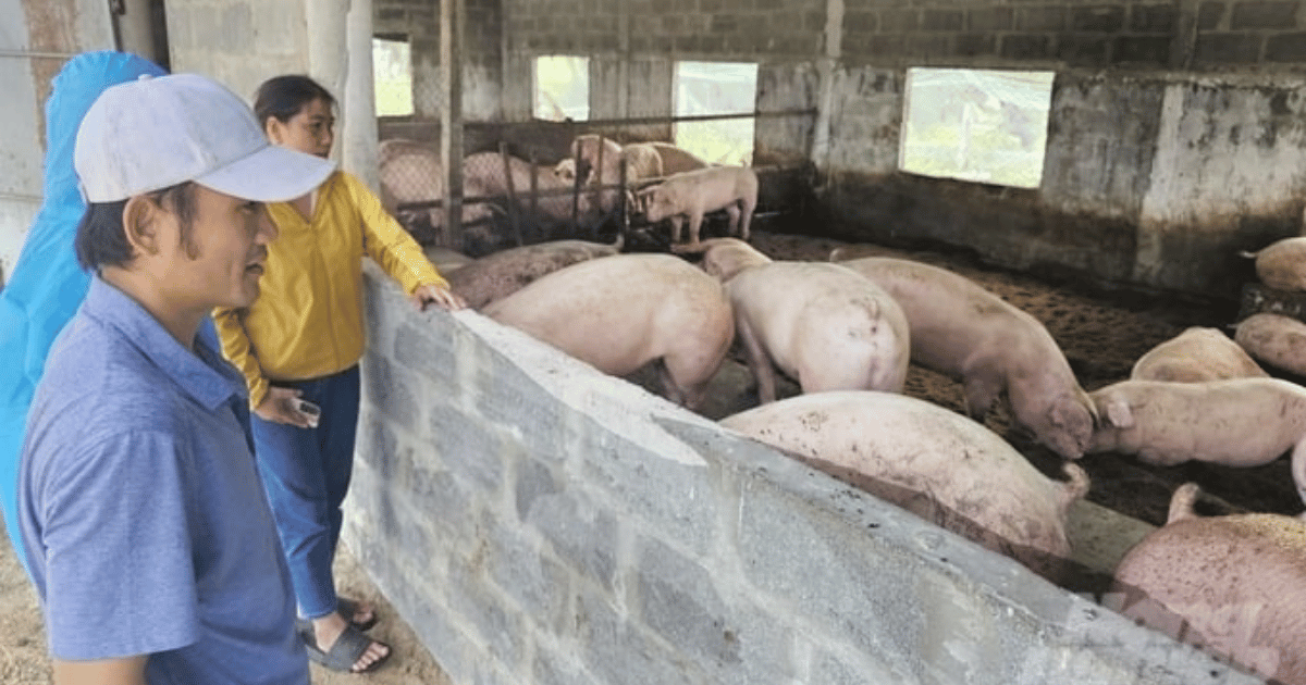 Mô hình nuôi lợn hữu cơ sử dụng đệm lót sinh học cho hiệu quả kinh tế cao tại Quảng Bình. Ảnh: Tâm Phùng.