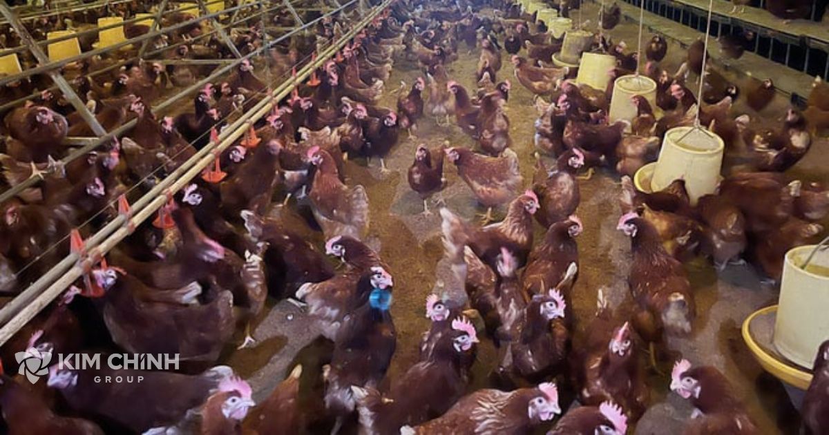 Trại gà của Công ty Cổ phần Ba Huân được nuôi theo mô hình phúc lợi động vật.