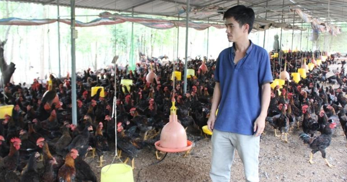 Một trang trại chăn nuôi gà ở huyện Long Thành (Đồng Nai). Ảnh: Nguyên Vỹ