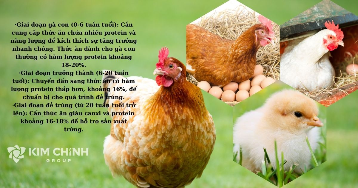 Khuyến cáo dinh dưỡng cho gà thao khảo (Ảnh minh họa)