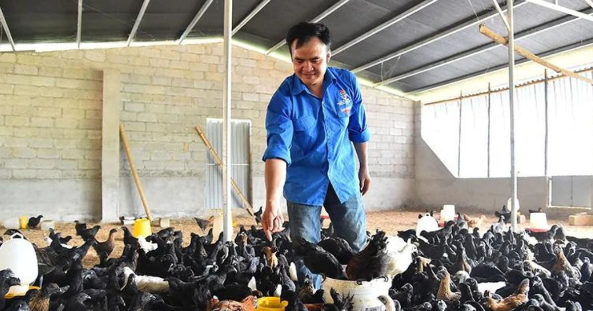 Cơ sở chăn nuôi của anh Hà Văn Ngọc, Giám đốc Hợp tác xã Dịch vụ nông nghiệp tổng hợp thanh niên tại huyện Yên Minh, tỉnh Hà Giang. (Ảnh: THỦY NGUYÊN)