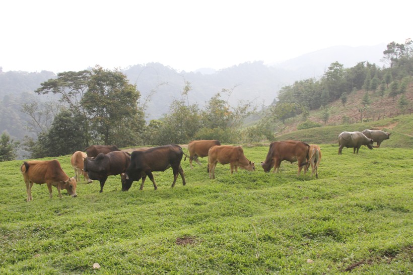 Chăn nuôi đại gia súc đang là hướng đi thoát nghèo của đồng bào Mông ở Nghệ An.