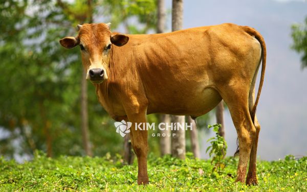 Các giống Bò nuôi phổ biến tại Việt Nam