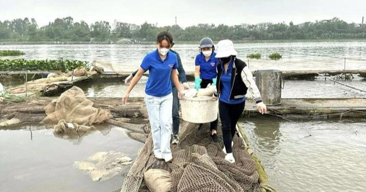 Đoàn Thanh niên thành phố Hải Dương hỗ trợ các hộ nuôi cá thu dọn, xử lý cá chết.