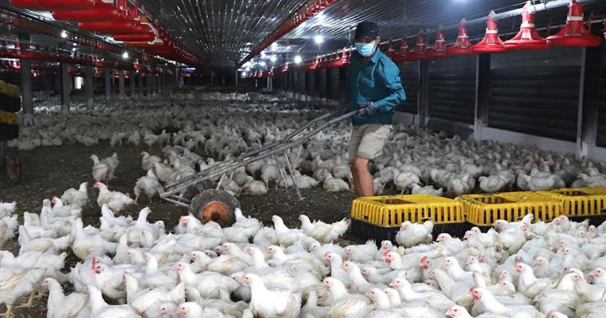 Trang trại chăn nuôi gà đạt chuẩn xuất khẩu vào thị trường Nhật Bản tại huyện Long Thành.